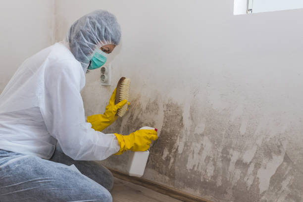 Best Mold Testing and Inspection Services in Banks Springs, LA